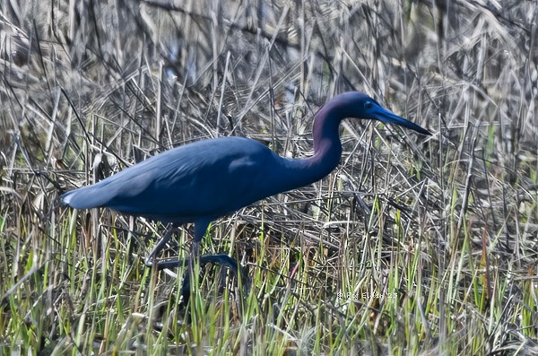 Little Blue Heron - ML561027821