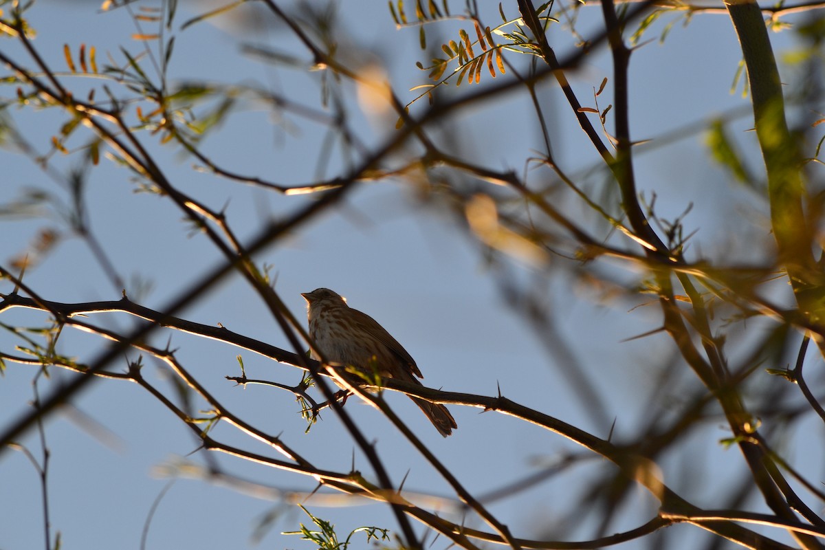 Song Sparrow - ML56102791
