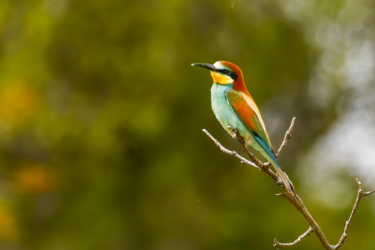 European Bee-eater - ML561029361
