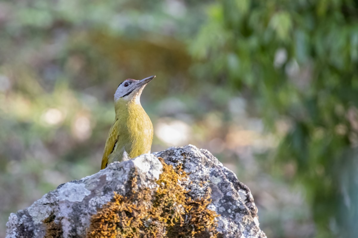 Gray-headed Woodpecker - Kalpesh Krishna