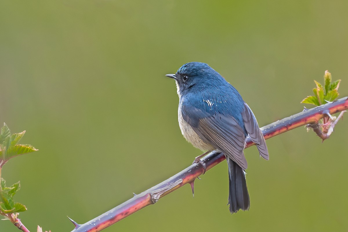 Slaty-blue Flycatcher - Rajkumar Das