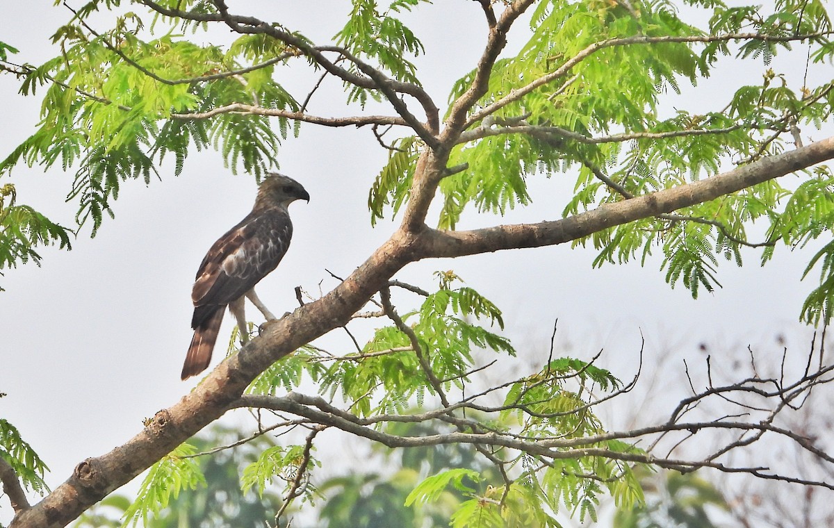 Changeable Hawk-Eagle - ML561030541