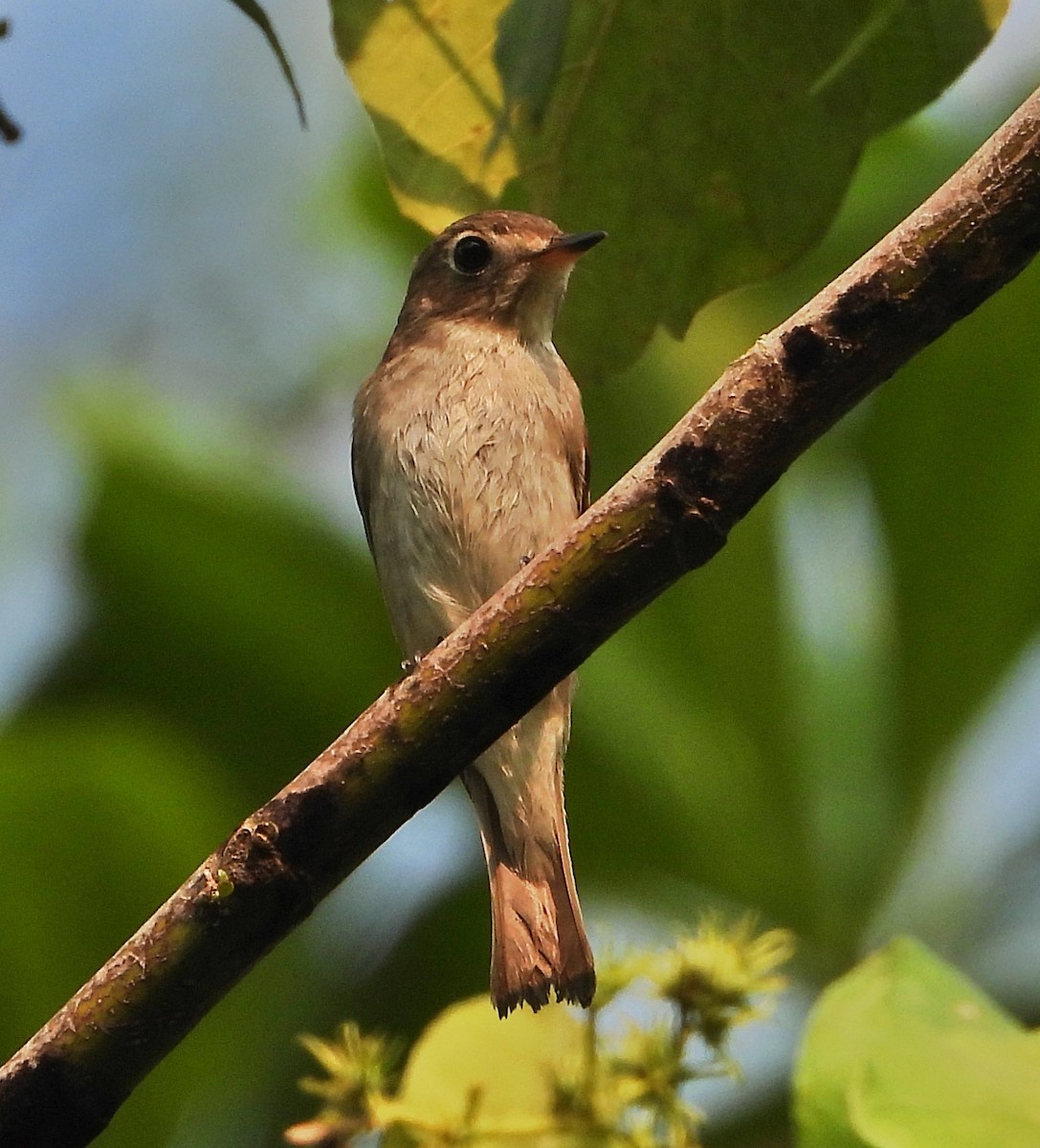 Asian Brown Flycatcher - ML561030831