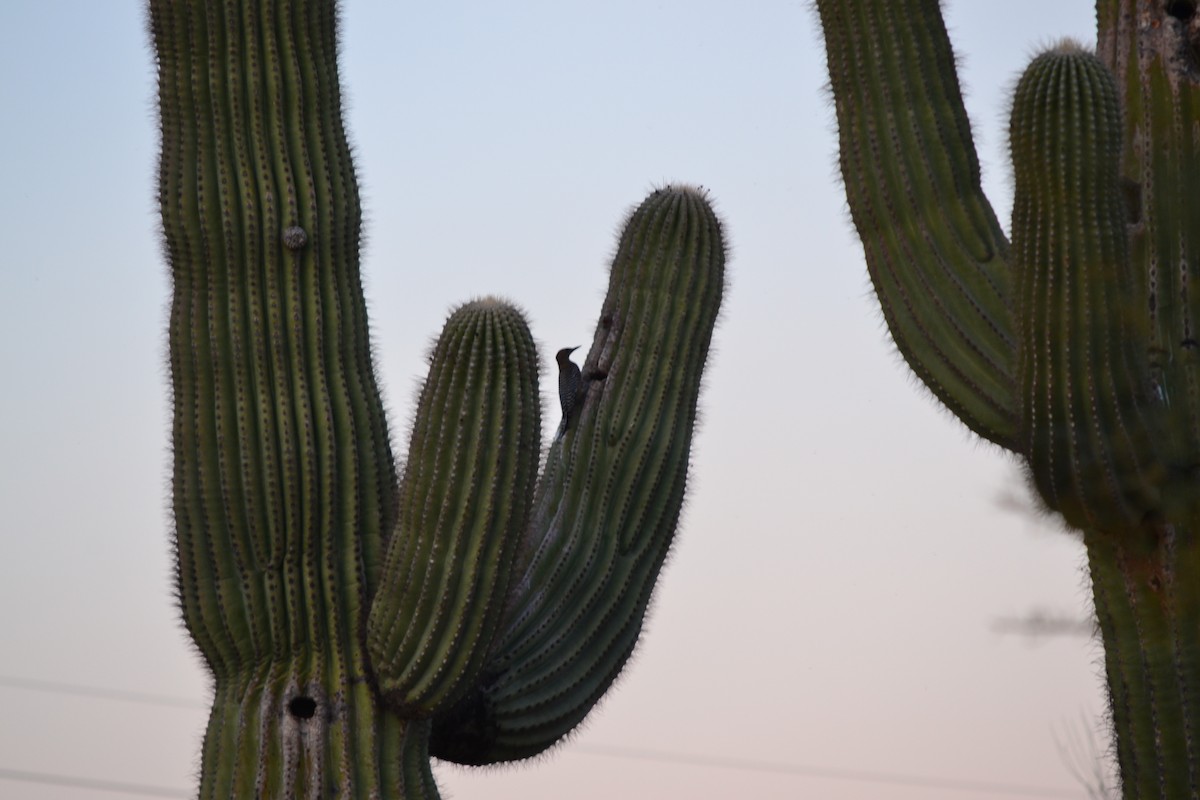 Gila Woodpecker - ML56103191