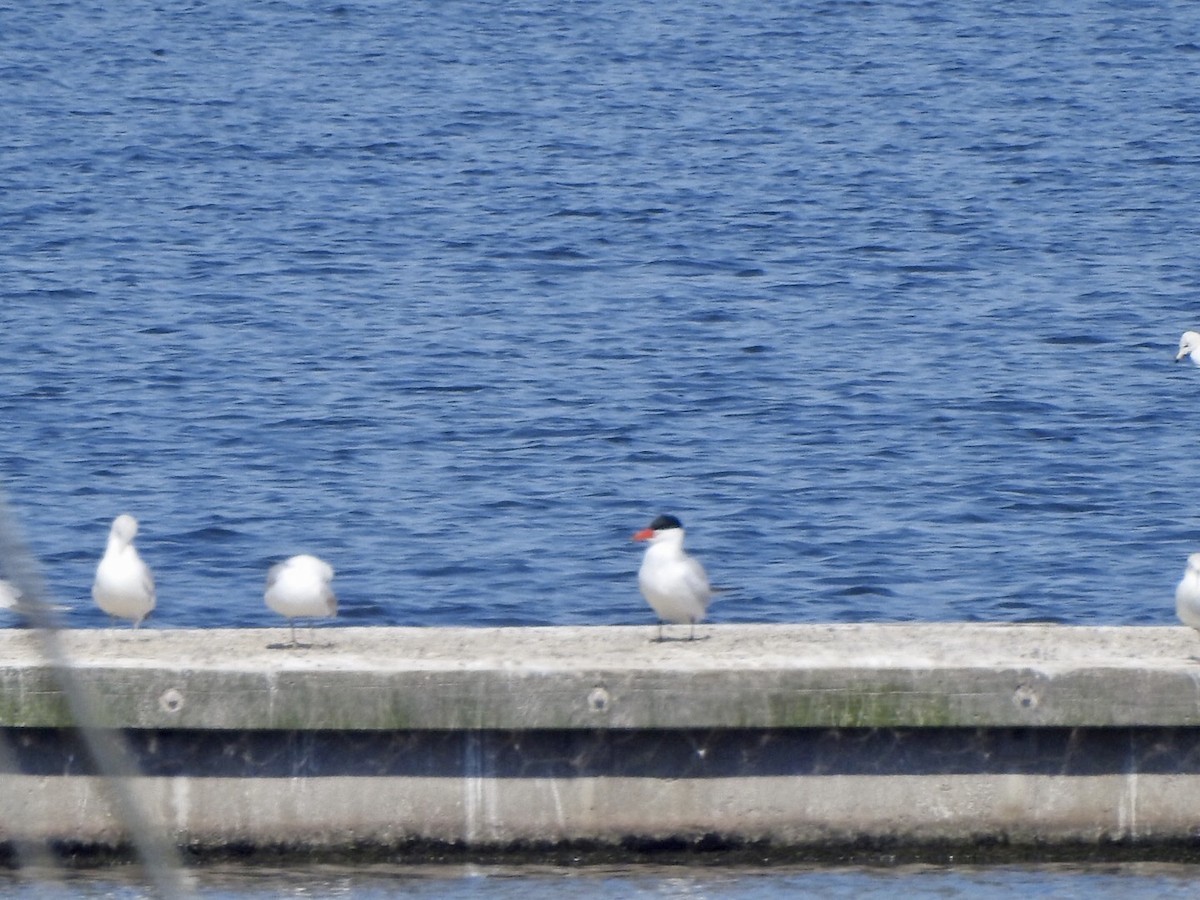 Caspian Tern - ML561031941