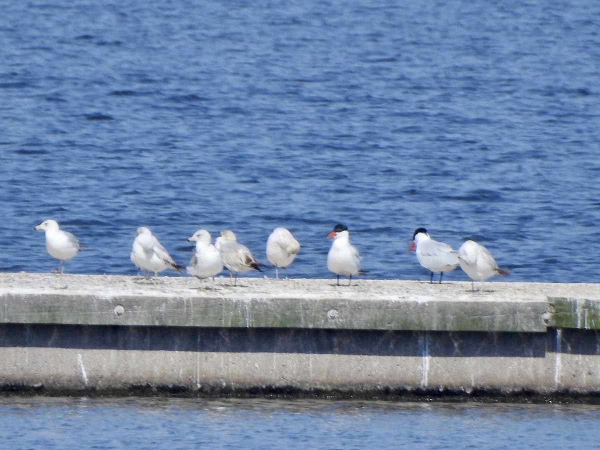 Caspian Tern - ML561031951