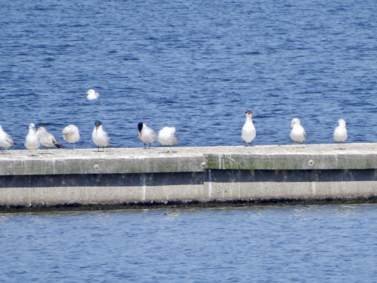 Caspian Tern - ML561031961
