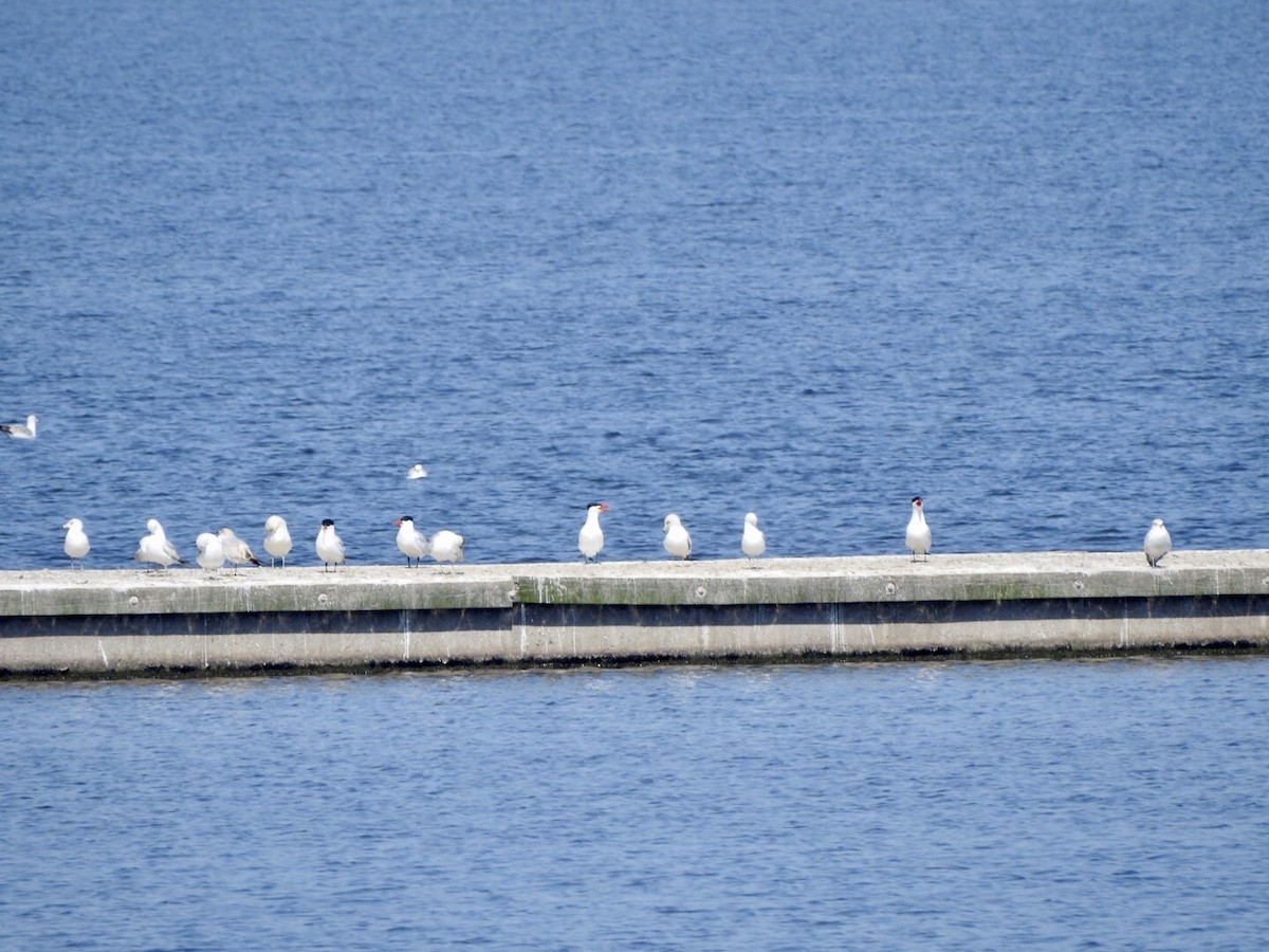 Caspian Tern - ML561031971