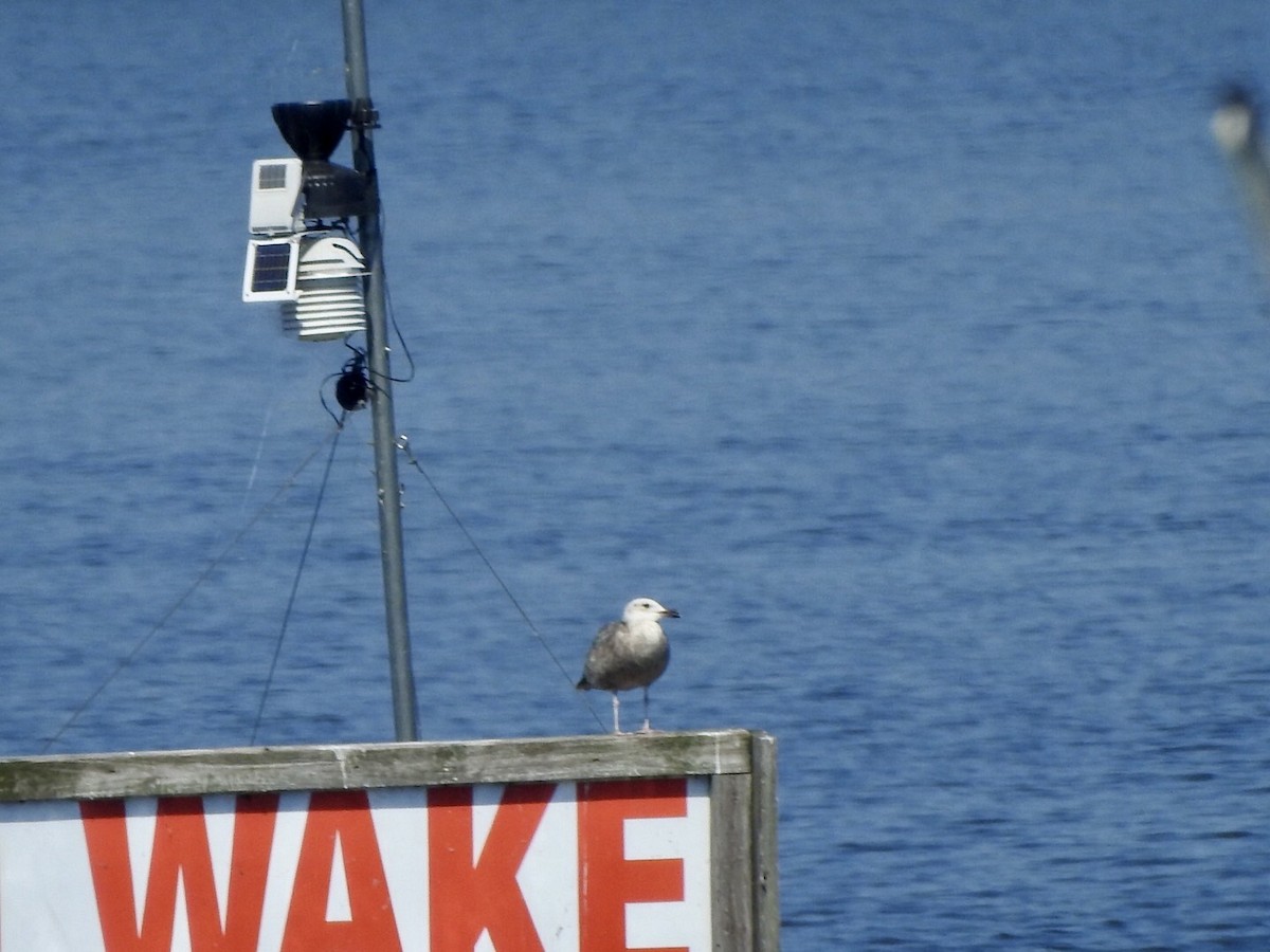 Lesser Black-backed Gull - Bill Hooker