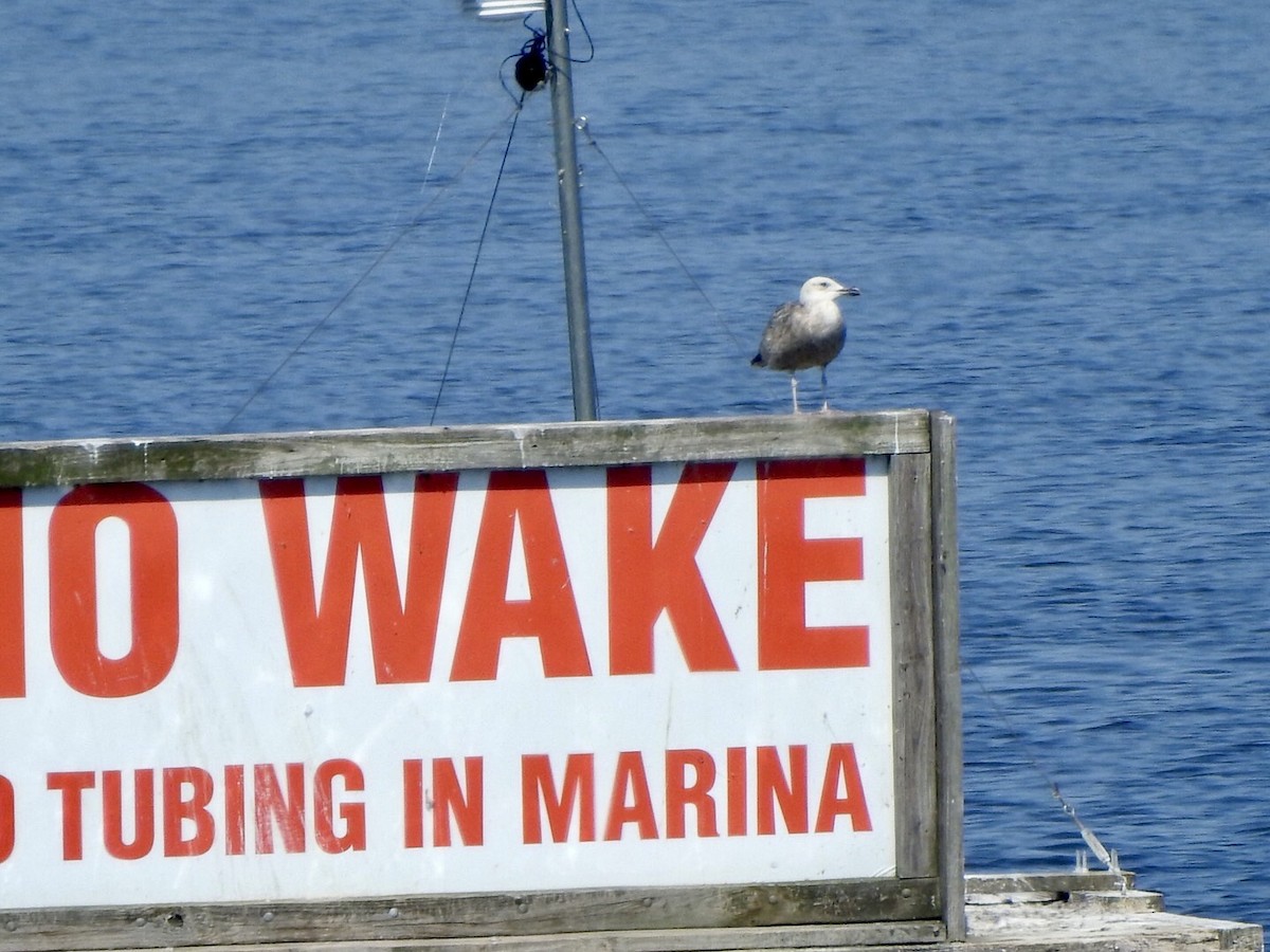 Lesser Black-backed Gull - ML561032511