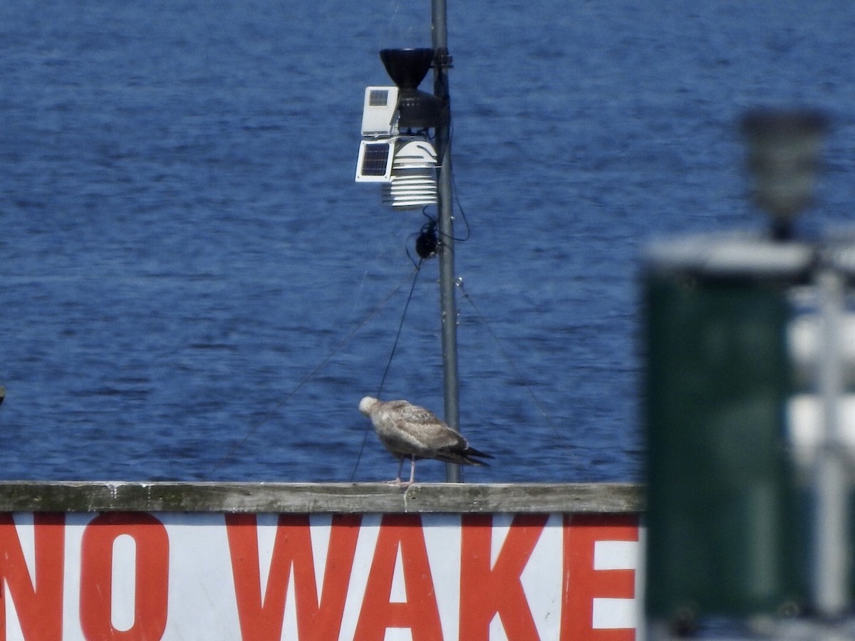 Lesser Black-backed Gull - ML561032541