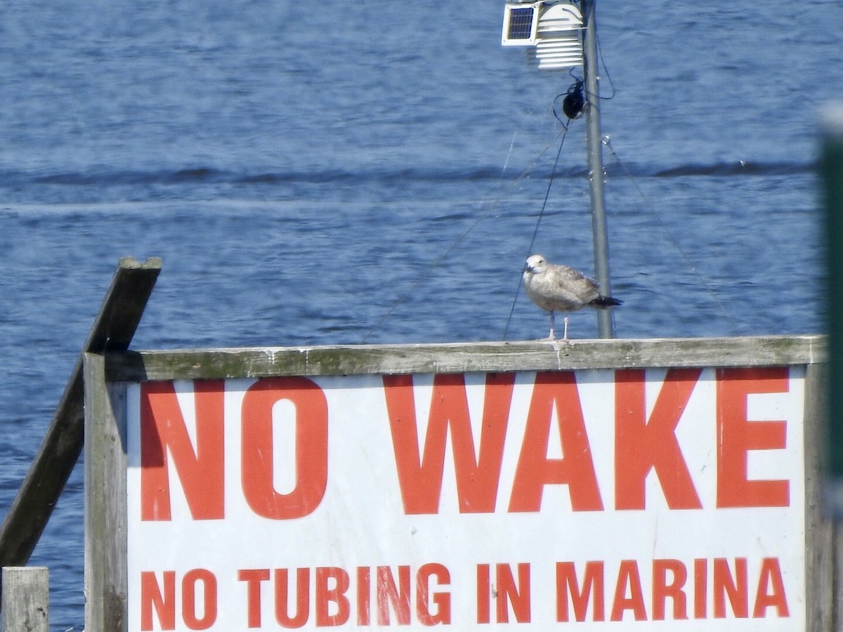 Lesser Black-backed Gull - ML561032571