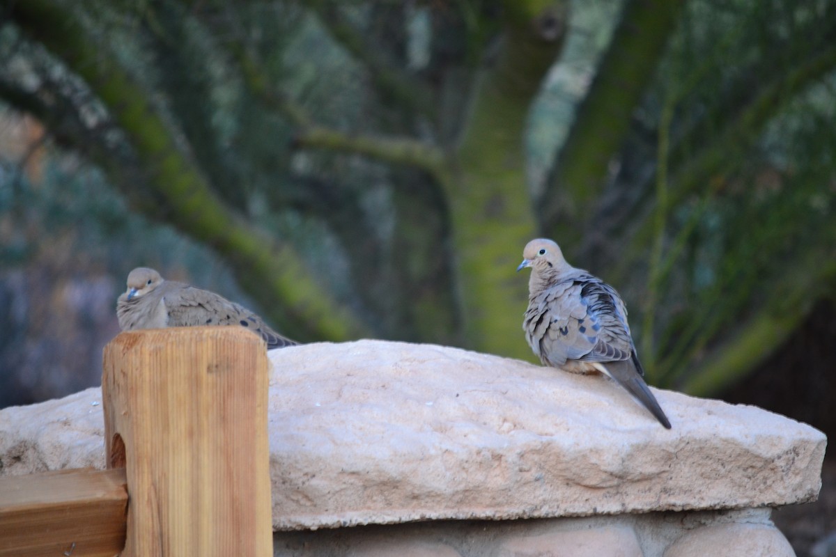Mourning Dove - ML56103261