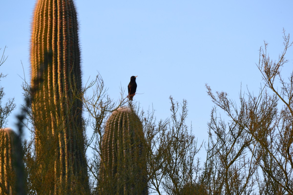 European Starling - ML56103311