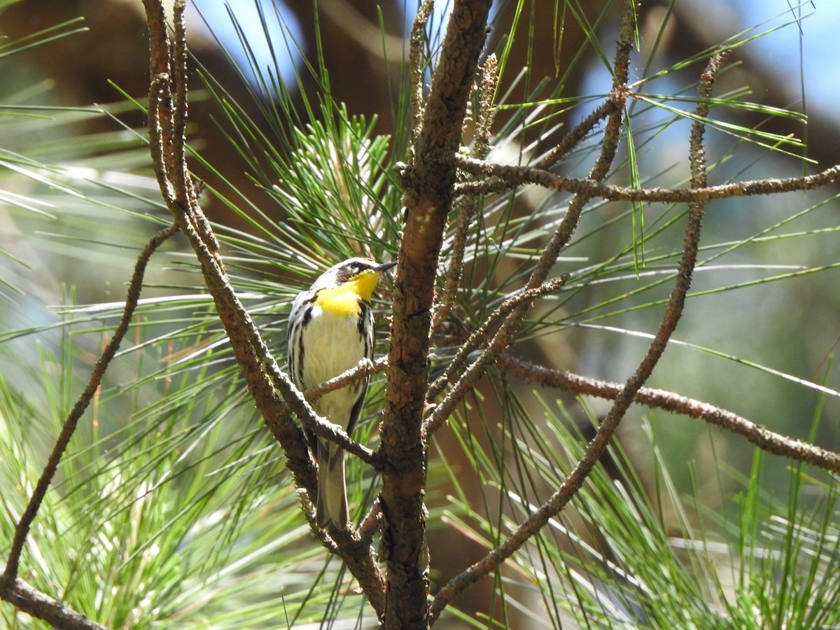 Paruline à gorge jaune - ML561033341