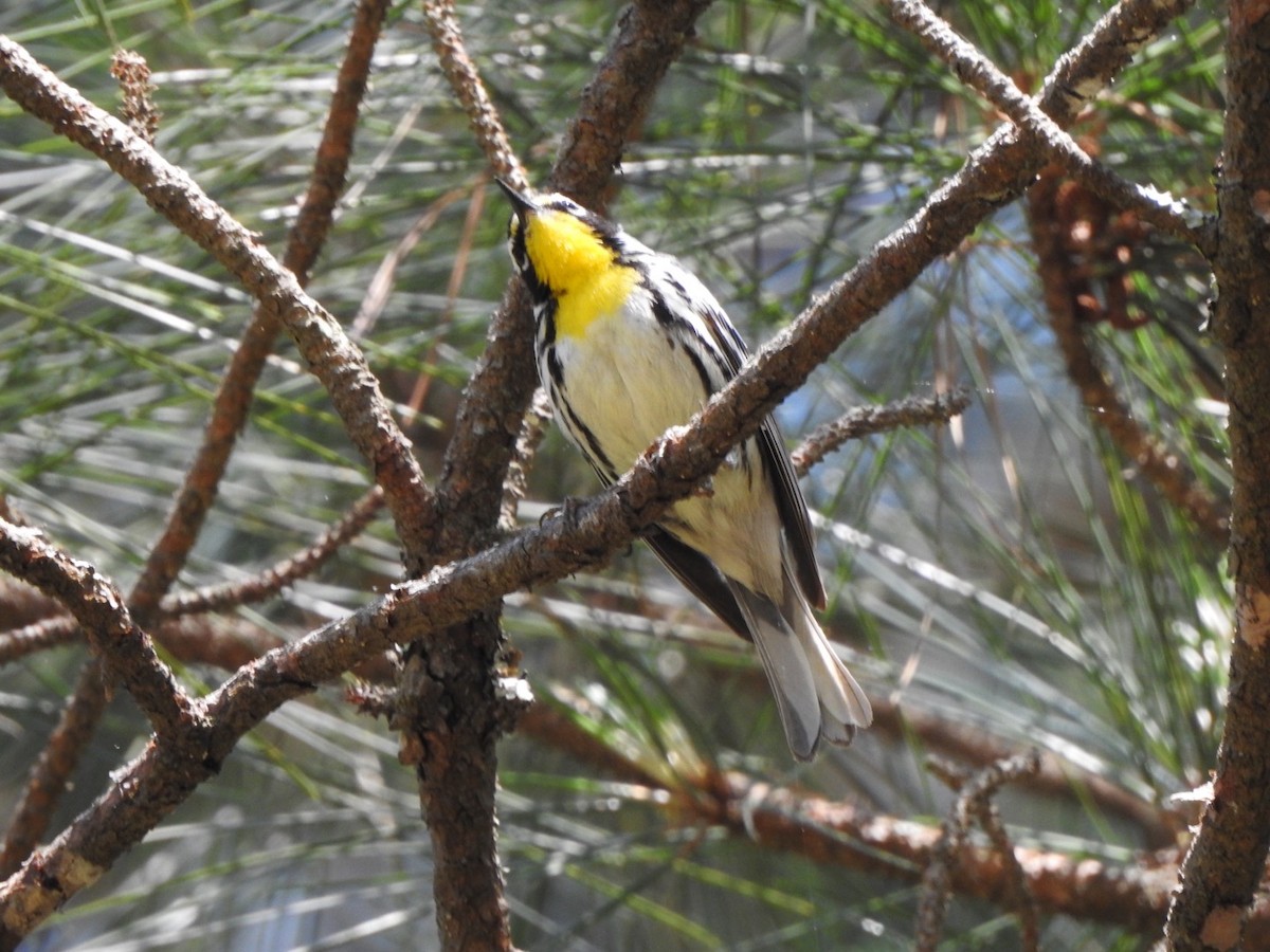 Yellow-throated Warbler - Bill Hooker