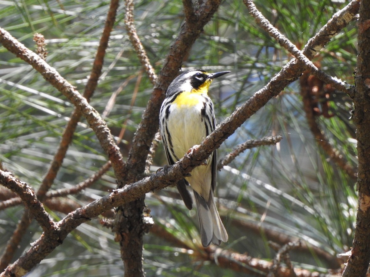 Paruline à gorge jaune - ML561033371