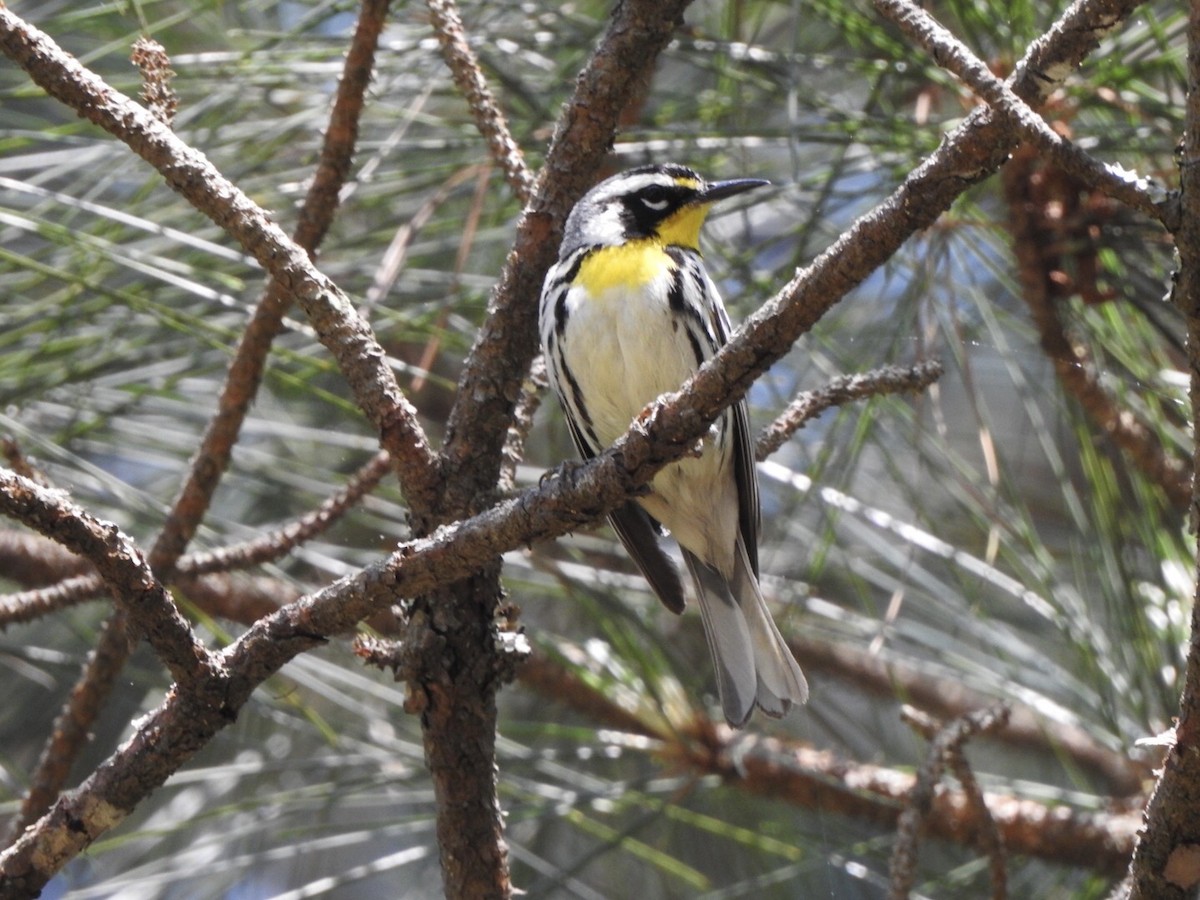 Yellow-throated Warbler - Bill Hooker