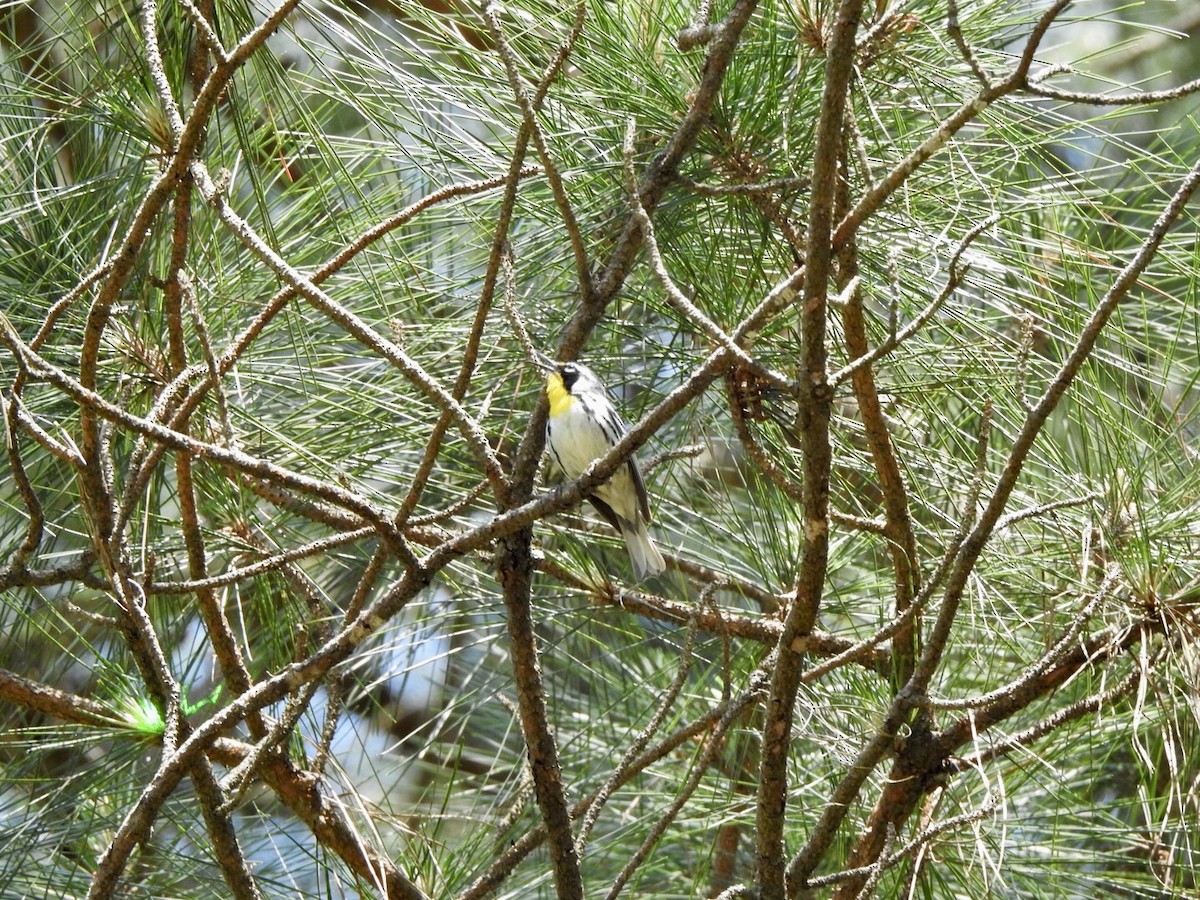 Yellow-throated Warbler - Bill Hooker