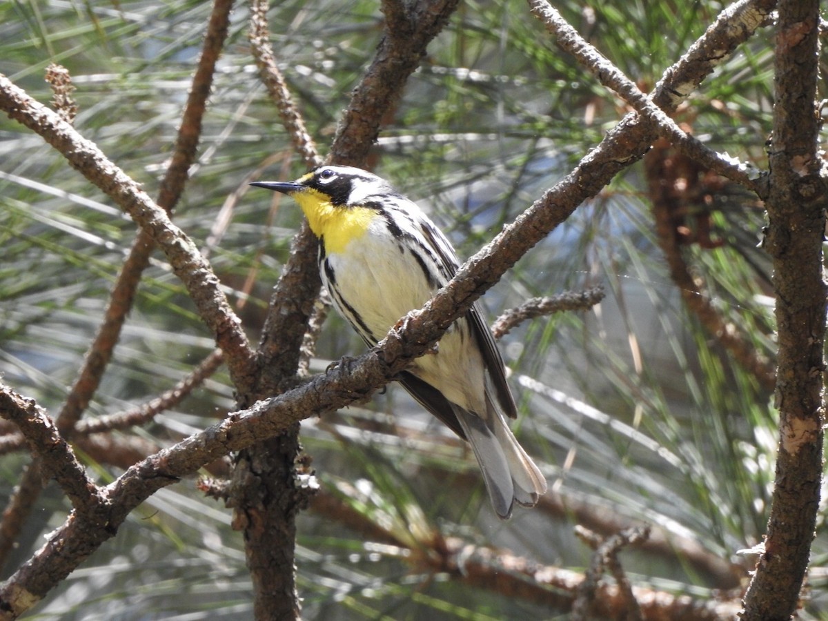 Yellow-throated Warbler - Bill Hooker