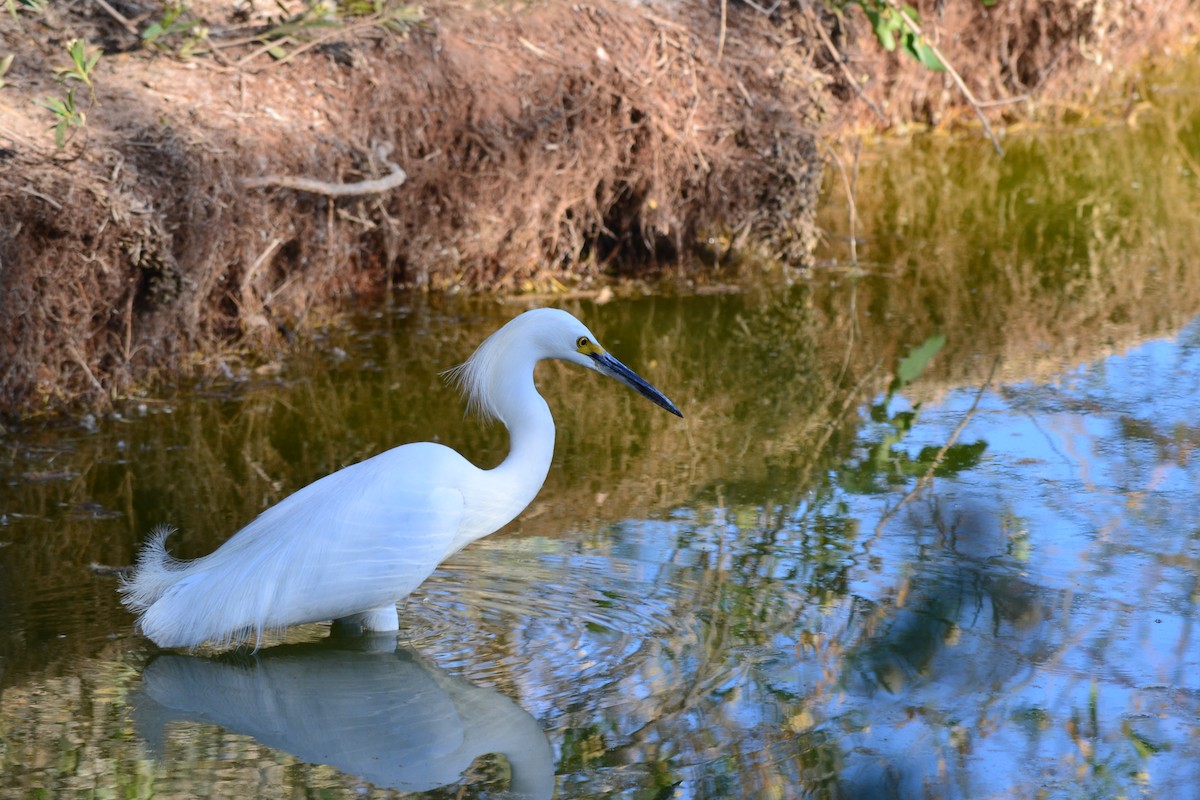 Snowy Egret - ML56103381