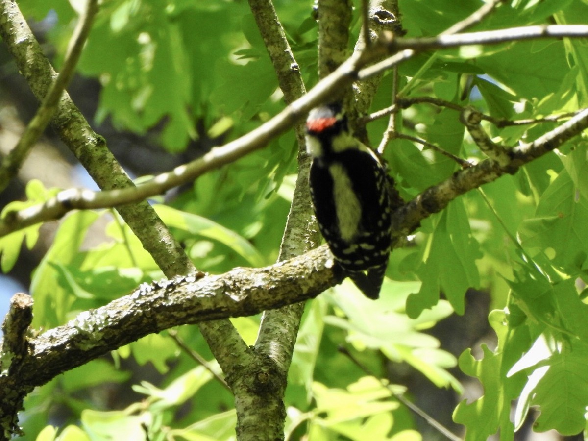 Downy Woodpecker - ML561033881