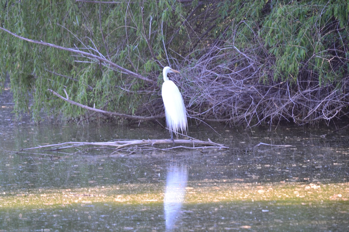 Great Egret - ML56103471