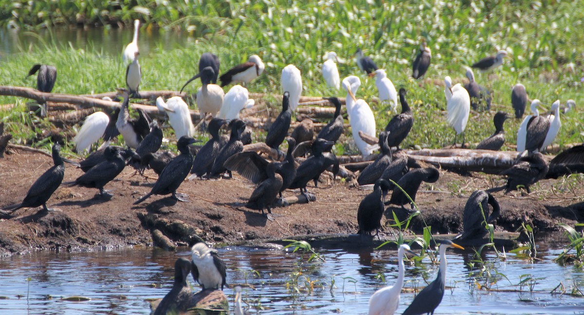 Little Black Cormorant - ML561034841