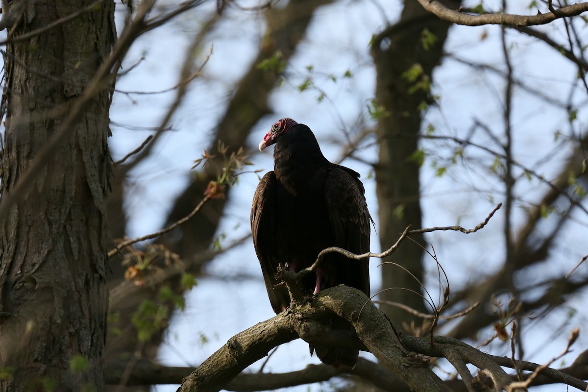 Turkey Vulture - ML561035471