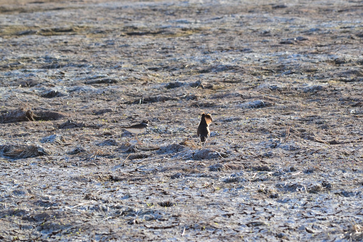 Killdeer - ML56103561