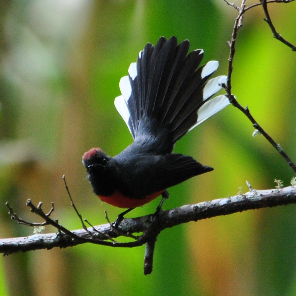 Slate-throated Redstart - ML56103601