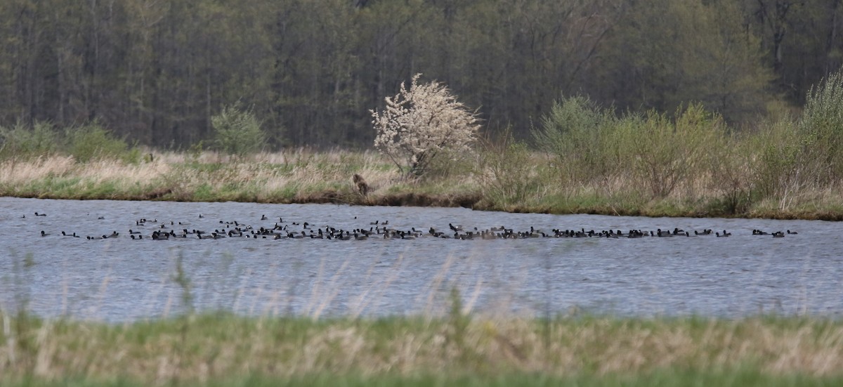 American Coot - ML561036271