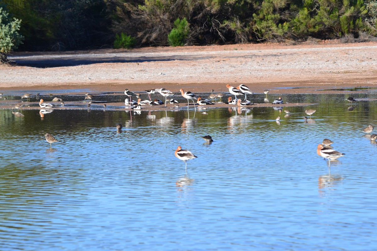 American Avocet - ML56103681