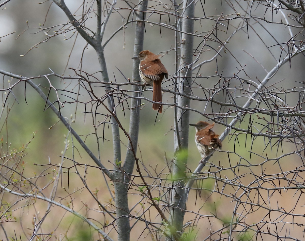 Brown Thrasher - ML561036851