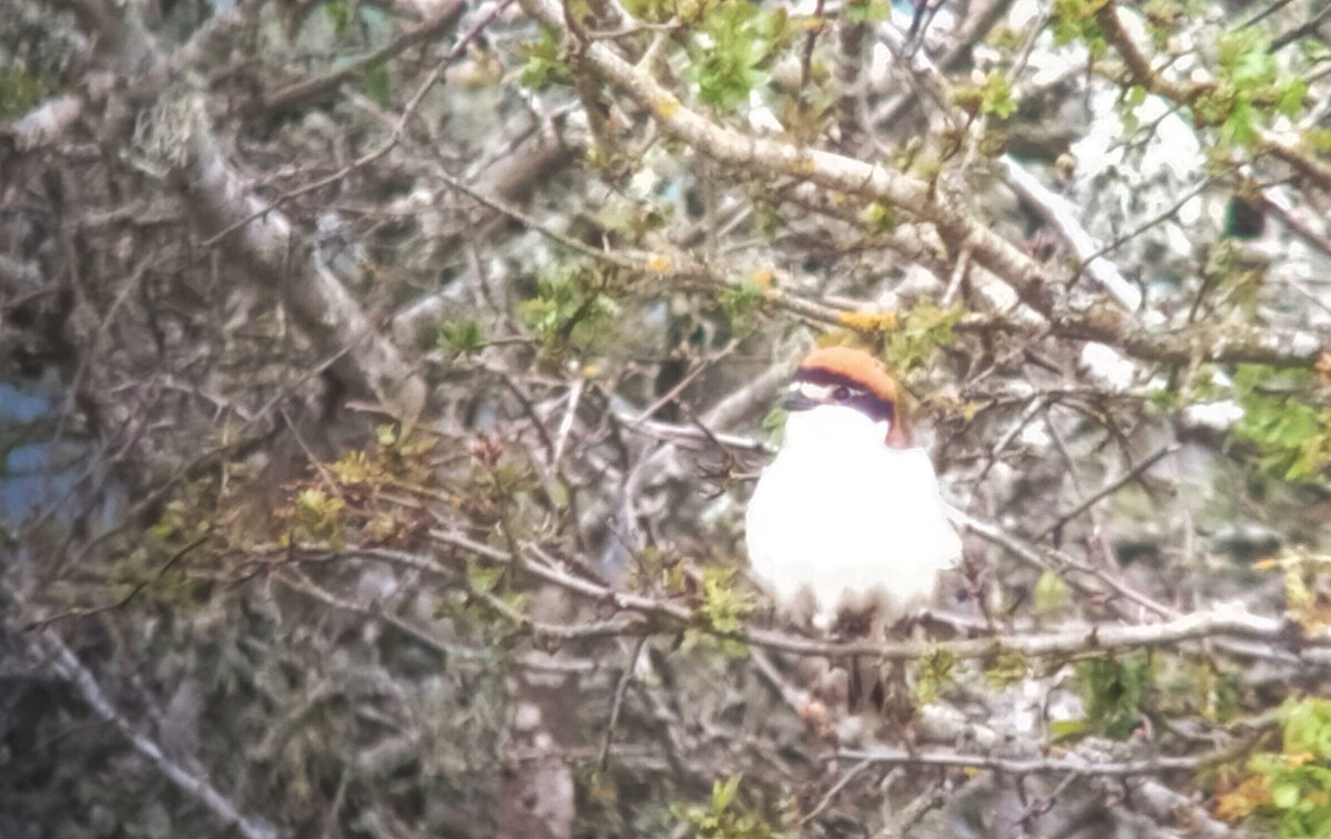 Woodchat Shrike - Javier Morala/MCBirding.com