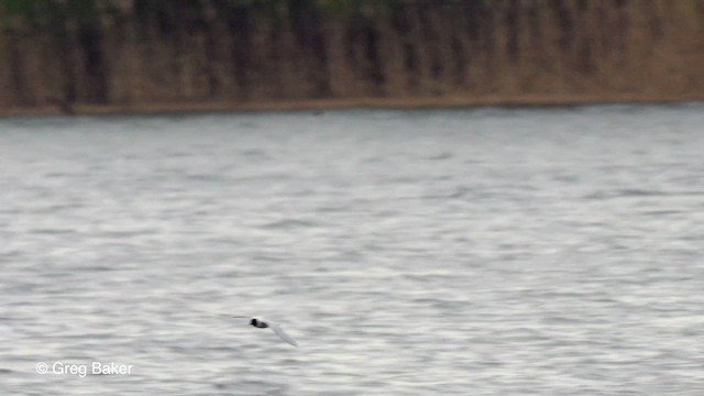 Little Gull - ML561037701