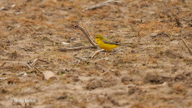 Western Yellow Wagtail - ML561037731