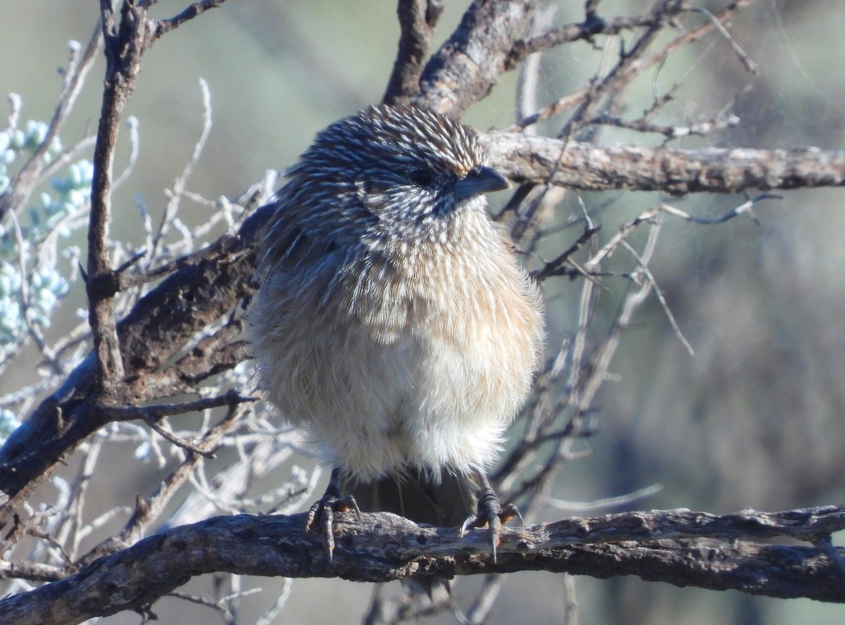 Western Grasswren - ML561037911