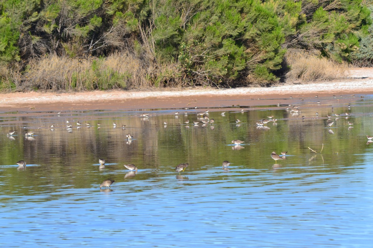 Long-billed Dowitcher - ML56103801