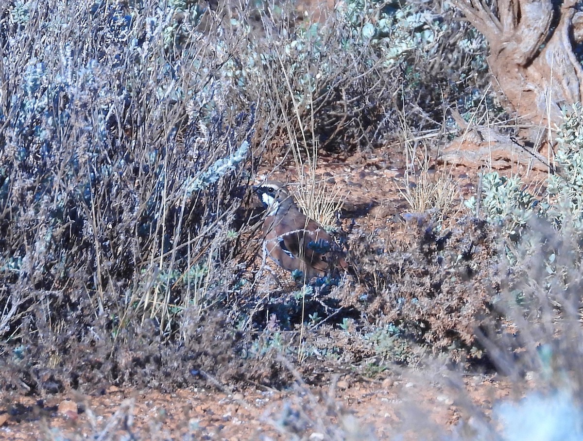 Cinnamon Quail-thrush - ML561038081