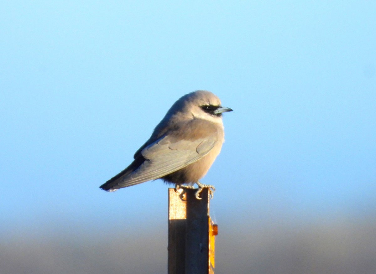 Black-faced Woodswallow - ML561038141