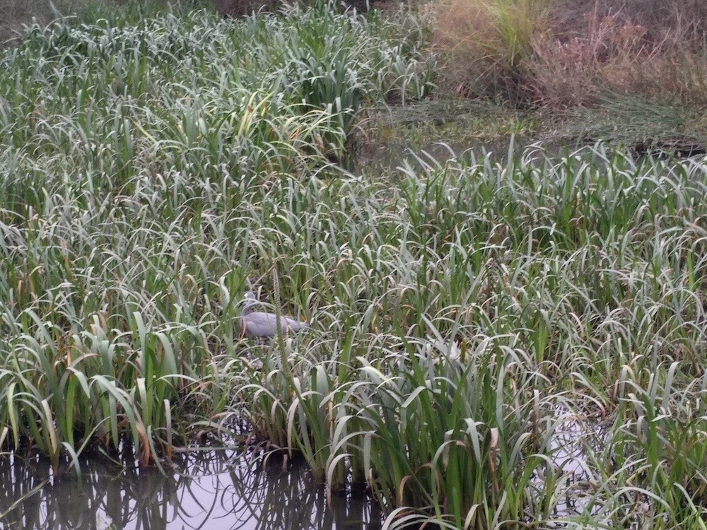 White-faced Heron - ML561038281