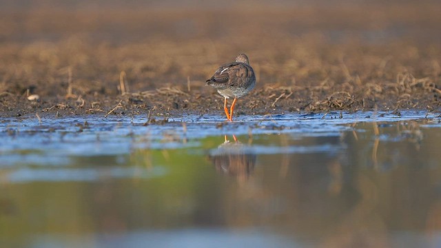 Common Redshank - ML561038981