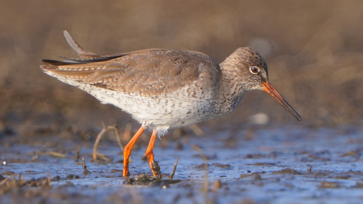 Common Redshank - Paweł Maciszkiewicz