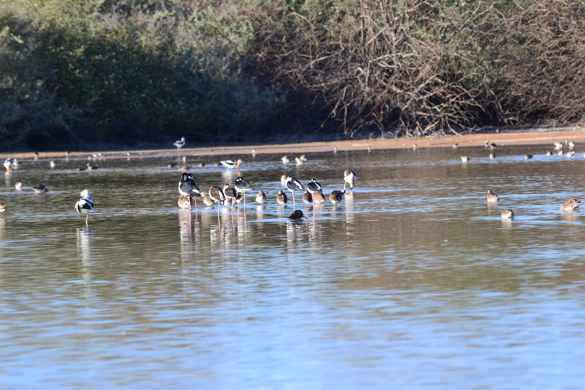 Black-necked Stilt - ML56103941
