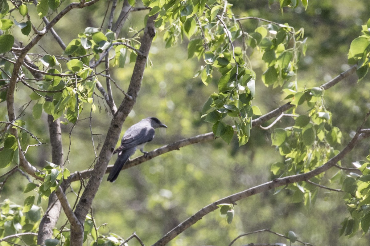 Large Cuckooshrike - ML561039611