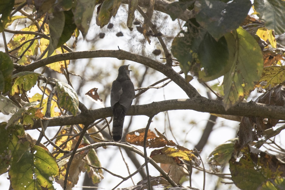 Common Hawk-Cuckoo - ML561039691