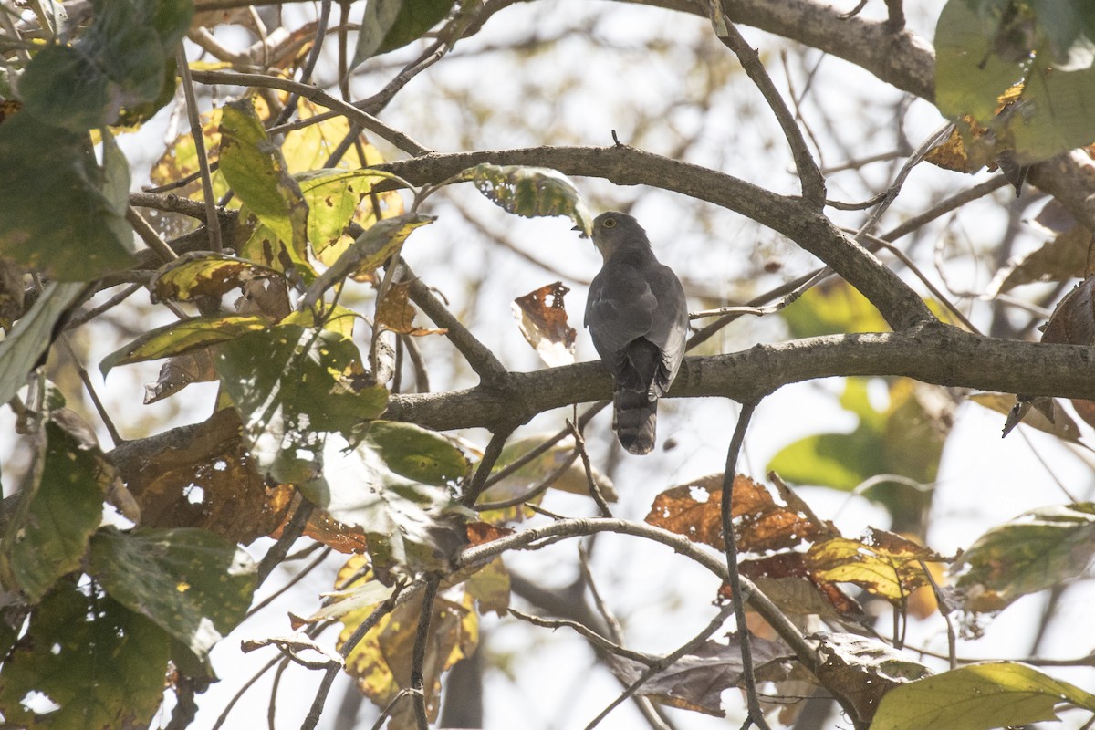 Common Hawk-Cuckoo - ML561039701