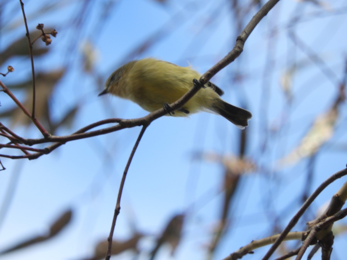 Yellow Thornbill - ML561040521