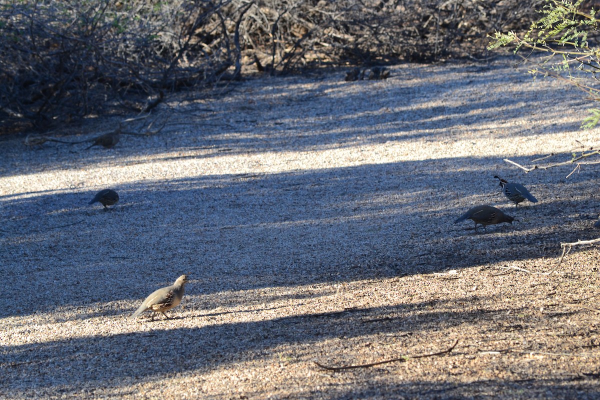 Gambel's Quail - ML56104101